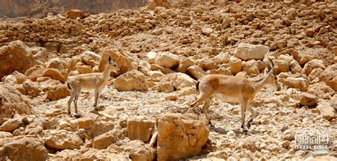 judean-desert | Israel Bible Tours