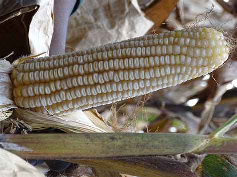 First drought tolerant and insect resistant “stacked” transgenic maize harvested in Kenya | CIMMYT