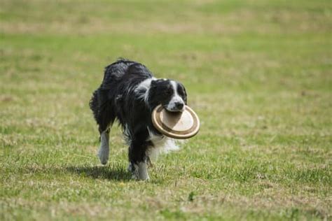 Dog Obedience Training Elizabeth City Nc | Every Day Interests