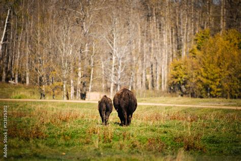 Plains Bison Stock Photo | Adobe Stock