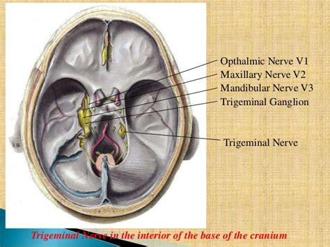 Trigeminal Anatomy