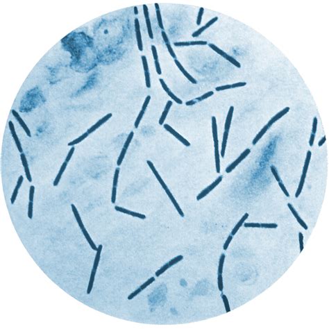 Clostridium septicum