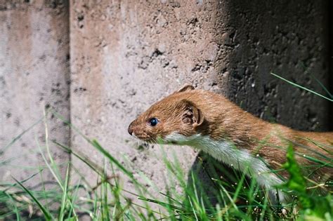 18 Things to Know Before Getting a Weasel as Pet | Pet Keen