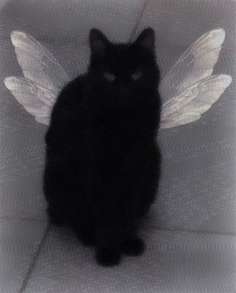 CAT WITH WINGS!!!!!! | Cute cats, Baby cats, Pretty cats