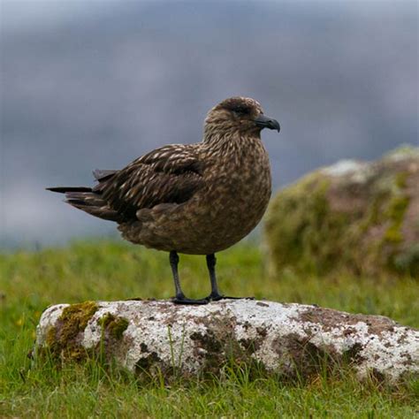 AA Bird Photography/others/GREAT SKUA