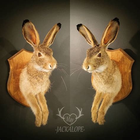 Jackrabbit taxidermy Beautiful one ! | Jack rabbit, Taxidermy, Jackalope