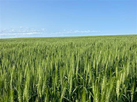 South Dakota wheat conditions vary - Brownfield Ag News