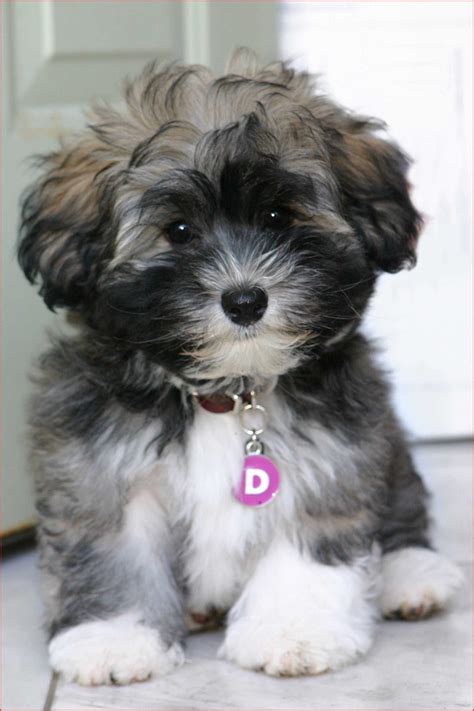 Haircuts for Havanese Dogs 127489 Havanese Dog Breed Information ...