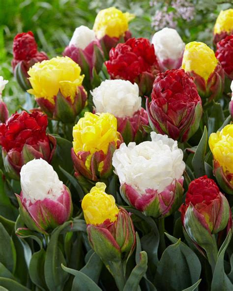 Why Choosing Dutch Tulip Bulbs Matters for Growing Great Tulips - Home ...