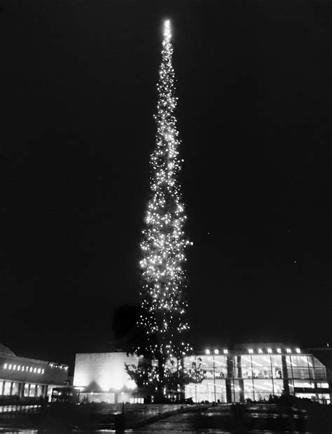 Northgate Center lights the world's tallest Christmas tree -- a 212-foot Douglas fir -- on ...