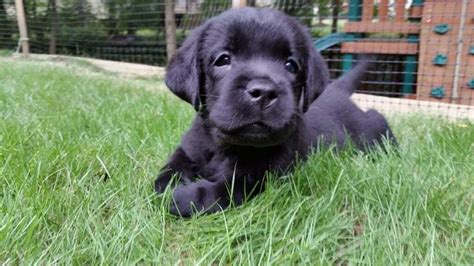 Good looking English Lab puppy | English lab puppies, Lab puppy ...