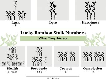 Lucky Bamboo Meaning and Symbolism of Stalk Numbers | LoveToKnow