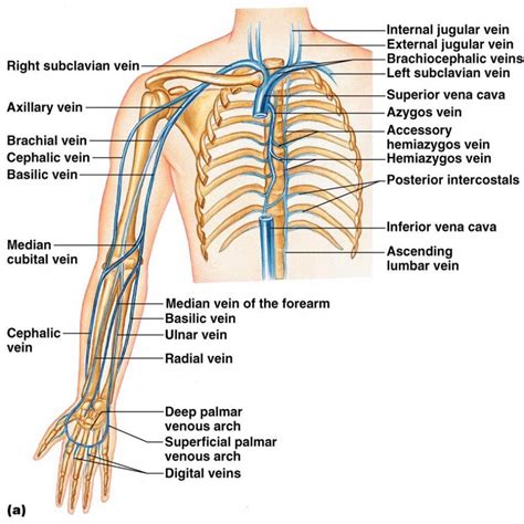 [Solved] Trace the flow of blood through the veins of the right upper limb... | Course Hero