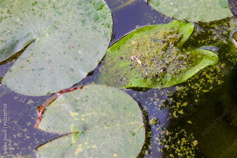 Dirty home pond. Algae and silt on the surface of a neglected garden pond. Home pond maintenance ...