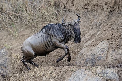 Wildebeest Crossing River Photograph by Ingo Schulz - Fine Art America