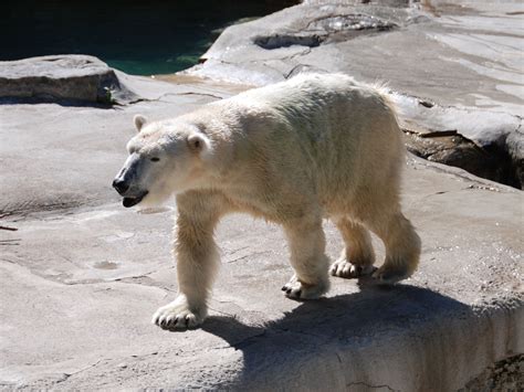 The Online Zoo - Polar Bear