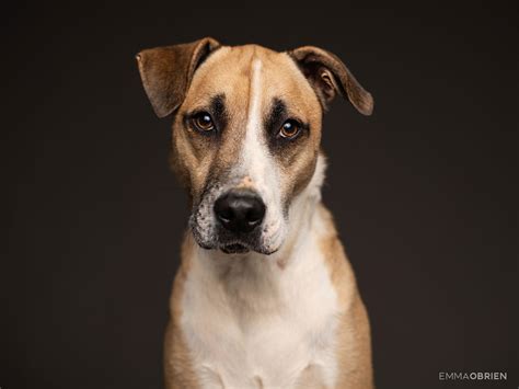 Studio Dog Portrait Photography – Centurion – Gauteng | Dog ...