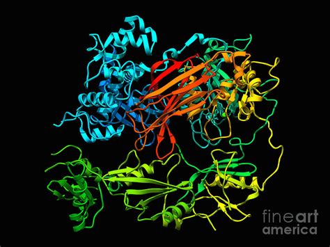 Phospholipase C Gamma 1 by Science Photo Library