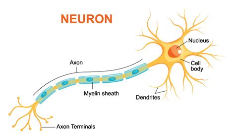 Explainer: What is a neuron? | Science news for Kids