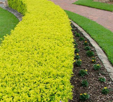 Duranta erecta 'Sheena's Gold' (Tree forget-me-not) - Plantinfo