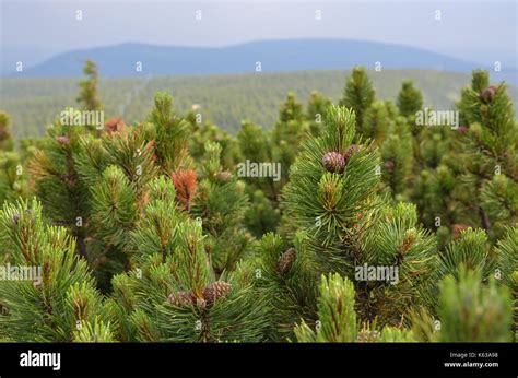 Hiking to Snežka, Czechia Stock Photo - Alamy