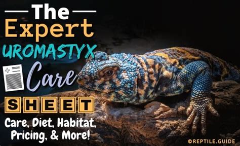 Uromastyx Care Sheet: A-Z Guide on Diet, Habitat, & More!