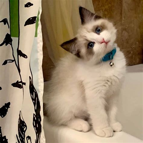 Tippy - Ragdoll Kitten of the Month - Floppycats™