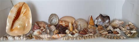 Lot - Collection of Sea Shells (50+ and some rare )