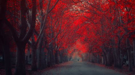 Red Forest Trees In Autumn Wallpapers - Wallpaper Cave