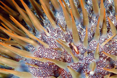 Crown of Thorns Starfish | Crown of thorns starfish, Crown of thorns ...