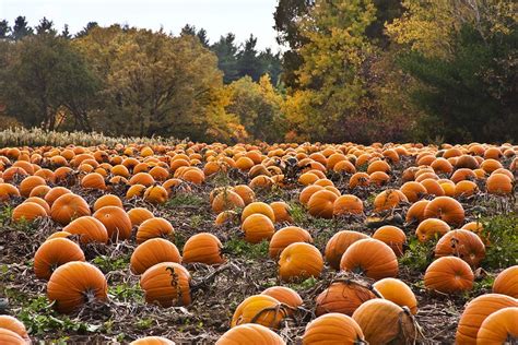 The Hudson Valley's Best U-Pick Pumpkin Patches | Farms & CSA | Hudson ...