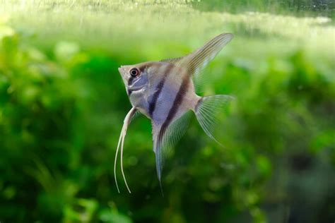 "Pterophyllum Scalare" Images – Browse 5,910 Stock Photos, Vectors, and Video | Adobe Stock