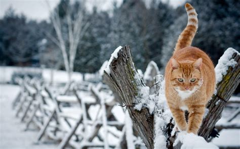 Cat in Snow Desktop Wallpapers on WallpaperDog