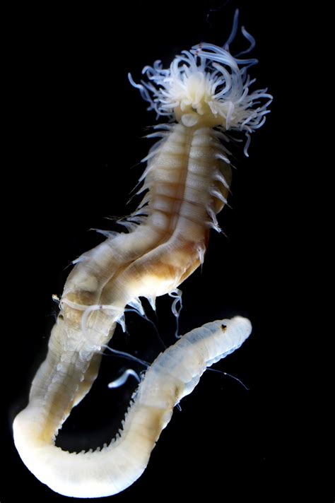 Three newly discovered sea worms that glow in the dark named after ...