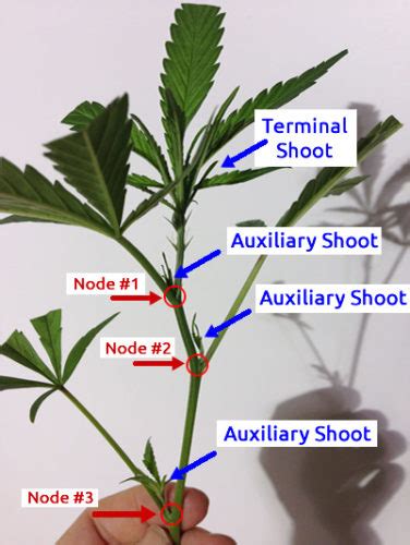 Cloning Weed: Ultimate Tips for Beginners