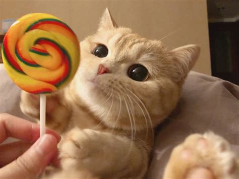 Lollipop! 🍭😻🤪🤪#cat | Baby cats, Funny cute cats, Cute baby cats