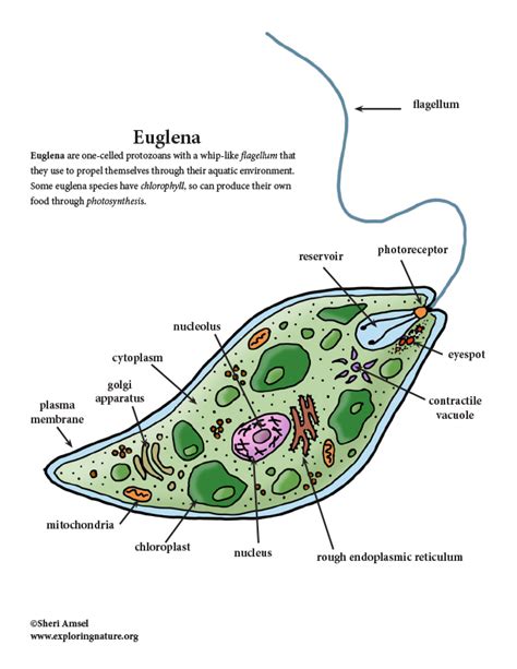 Euglena