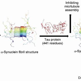 The best model structure of Tau protein obtained from the I-TASSER ...