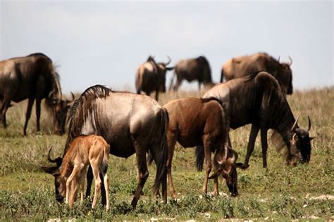 Ndutu wildebeest calving season Tanzania — Born to be wild adventure