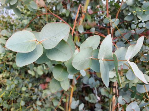 Eucalyptus cinerea - Silver Dollar - Hardy Eucalyptus