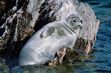 Baikal seal facts! : r/seals