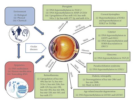 Epigenome: the bridge between environment and genome in ocular disease... | Download Scientific ...