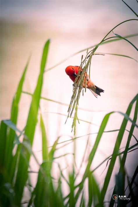 100+ Free Photos - Red Cardinal bird feeding in the field