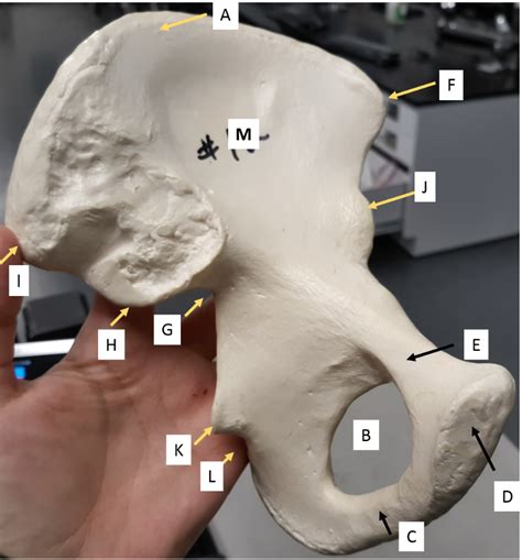 Hip Bone Diagram | Quizlet