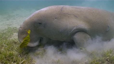 Dugong Feeding On Seagrass Stock Footage Video 4401482 - Shutterstock