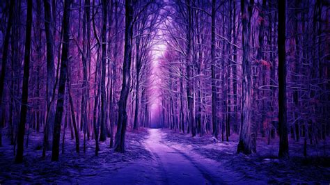 Path Between Purple Trees Forest HD Nature Wallpapers | HD Wallpapers | ID #53908