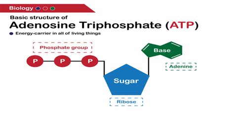 ATP Full Form - What is Full Form of ATP