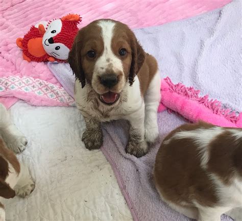 Welsh Springer Spaniel Puppies For Sale