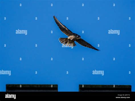 Peregrine Falcon Dive Stock Photos & Peregrine Falcon Dive Stock Images ...