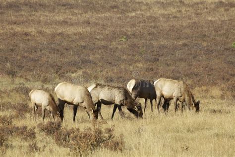 Cow Elk Herd Feeding stock image. Image of nature, mountain - 27059393